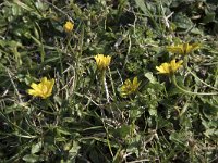 Leontodon saxatilis 35, Kleine leeuwentand, Saxifraga-Willem van Kruijsbergen