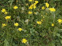 Leontodon saxatilis 36, Kleine leeuwentand, Saxifraga-Willem van Kruijsbergen