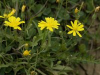 Leontodon saxatilis 37, Kleine leeuwentand, Saxifraga-Willem van Kruijsbergen