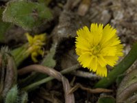 Leontodon saxatilis 38, Kleine leeuwentand, Saxifraga-Willem van Kruijsbergen