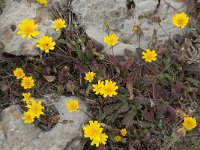 Leontodon saxatilis 39, Kleine leeuwentand, Saxifraga-Willem van Kruijsbergen