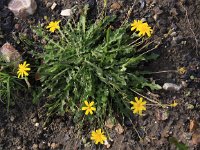 Leontodon saxatilis 4, Kleine leeuwentand, Saxifraga-Peter Meininger