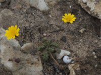 Leontodon saxatilis 40, Kleine leeuwentand, Saxifraga-Willem van Kruijsbergen