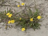 Leontodon saxatilis 41, Kleine leeuwentand, Saxifraga-Willem van Kruijsbergen