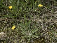 Leontodon saxatilis 42, Kleine leeuwentand, Saxifraga-Willem van Kruijsbergen