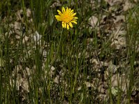 Leontodon saxatilis 5, Kleine leeuwentand, Saxifrfaga-Jan van der Straaten