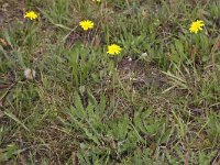 Leontodon saxatilis 6, Kleine leeuwentand, Saxifraga-Peter Meininger