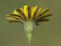 Leontodon saxatilis 7, Kleine leeuwentand, Saxifraga-Peter Meininger