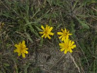 Leontodon saxatilis 8, Kleine Leeuwetand, Saxifraga-Jan van der Straaten