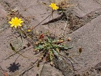 Leontodon saxatilis 9, Kleine leeuwentand, Saxifraga-Peter Meininger  1