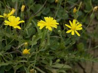 Leontodon taraxacoides 2, Thrincia, Saxifraga-Willem van Kruijsbergen