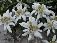 Leontopodium alpinum 33, Edelweiss, Saxifraga-Harry Jans