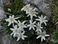 Leontopodium alpinum 34, Edelweiss, Saxifraga-Harry Jans