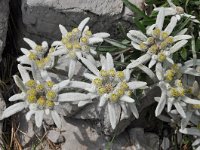 Leontopodium alpinum 35, Edelweiss, Saxifraga-Harry Jans