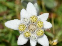 Leontopodium alpinum 38, Edelweiss, Saxifraga-Sonja Bouwman  Leontopodium alpinum - Edelweiss - Asteraceae familie; Alp Trider (Zw)