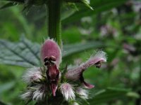 Leonurus cardiaca 1, Hartgespan, Saxifraga-Rutger Barendse