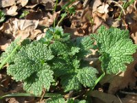 Leonurus cardiaca 2, Hartgespan, Saxifraga-Rutger Barendse