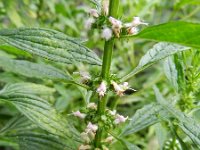 Leonurus cardiaca 21, Hartgespan, Saxifraga-Rutger Barendse