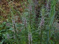 Leonurus cardiaca 24, Hartgespan, Saxifraga-Rutger Barendse