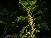 Leonurus cardiaca 29, Hartgespan, Saxifraga-Ed Stikvoort