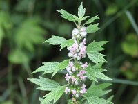 Leonurus cardiaca 4, Hartgespan, Saxifraga-Rutger Barendse