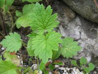 Leonurus cardiaca 5, Hartgespan, Saxifraga-Rutger Barendse