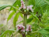 Leonurus cardiaca 8, Hartgespan, Saxifraga-Rutger Barendse