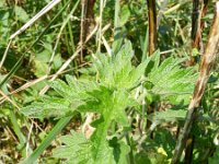 Leonurus cardiaca ssp villosus 16, Hartgespan, Saxifraga-Rutger Barendse