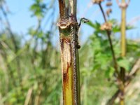 Leonurus cardiaca ssp villosus 25, Hartgespan, Saxifraga-Rutger Barendse