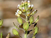 Lepidium campestre 25, Veldkruidkers, Saxifraga-Sonja Bouwman  929. Veldkruidkers - Lepidium campestre - Brassicaceae familie (i)