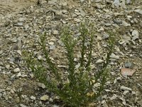 Lepidium campestre 1, Veldkruidkers, Saxifraga-Jan van der Straaten