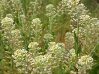 Lepidium campestre 10, Veldkruidkers, Saxifraga-Ed Stikvoort