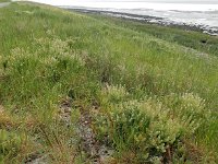 Lepidium campestre 12, Veldkruidkers, Saxifraga-Ed Stikvoort