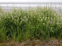 Lepidium campestre 13, Veldkruidkers, Saxifraga-Ed Stikvoort