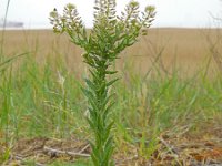 Lepidium campestre 14, Veldkruidkers, Saxifraga-Ed Stikvoort