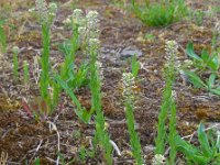 Lepidium campestre 15, Veldkruidkers, Saxifraga-Ed Stikvoort