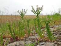 Lepidium campestre 16, Veldkruidkers, Saxifraga-Ed Stikvoort