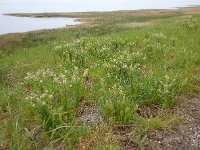 Lepidium campestre 17, Veldkruidkers, Saxifraga-Ed Stikvoort