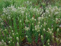 Lepidium campestre 18, Veldkruidkers, Saxifraga-Ed Stikvoort