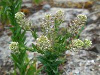 Lepidium campestre 19, Veldkruidkers, Saxifraga-Ed Stikvoort