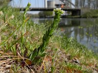 Lepidium campestre 2, Veldkruidkers, Saxifraga-Rutger Barendse