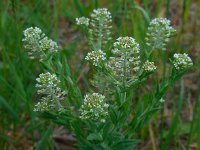 Lepidium campestre 20, Veldkruidkers, Saxifraga-Ed Stikvoort