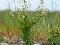 Lepidium campestre 21, Veldkruidkers, Saxifraga-Ed Stikvoort