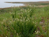 Lepidium campestre 22, Veldkruidkers, Saxifraga-Peter Meininger