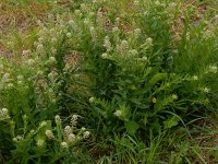 Lepidium campestre 23, Veldkruidkers, Saxifraga-Peter Meininger