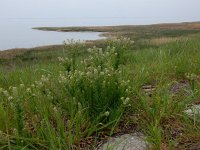 Lepidium campestre 24, Veldkruidkers, Saxifraga-Peter Meininger