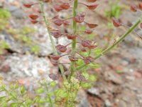 Lepidium campestre 3, Veldkruidkers, Saxifraga-Rutger Barendse