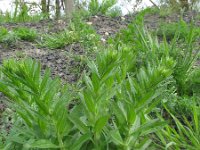 Lepidium campestre 4, Veldkruidkers, Saxifraga-Rutger Barendse