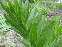 Lepidium campestre 5, Veldkruidkers, Saxifraga-Rutger Barendse