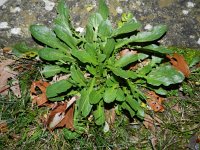 Lepidium campestre 6, Veldkruidkers, Saxifraga-Rutger Barendse